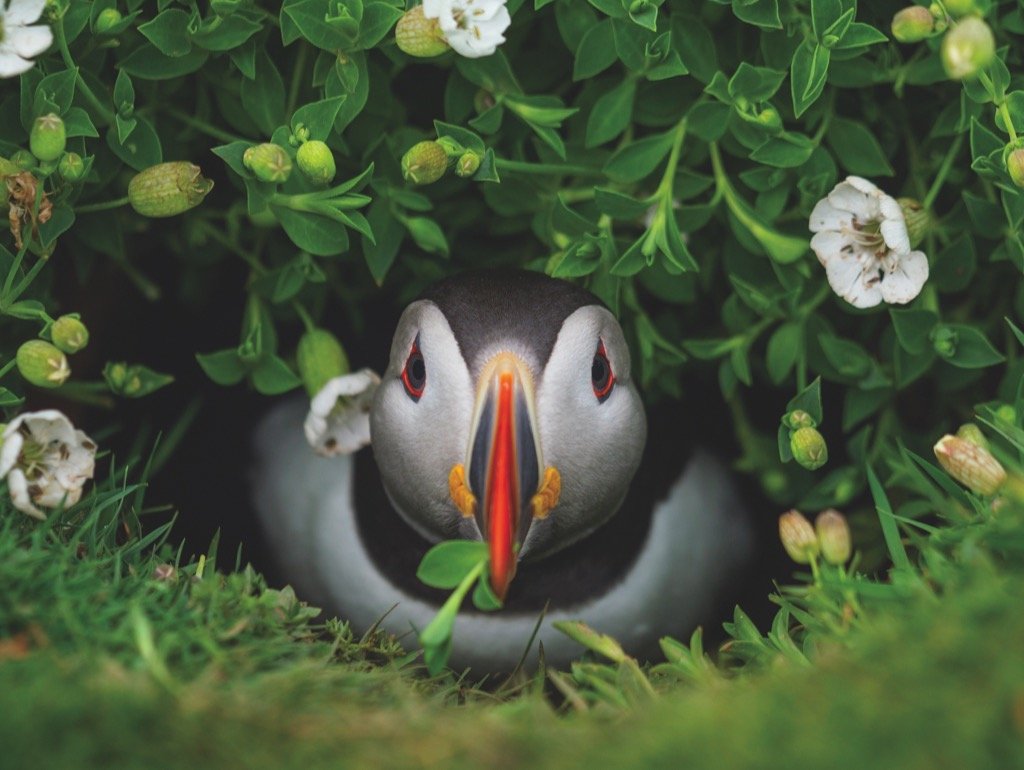 PUFFIN CHICK 1000pc
