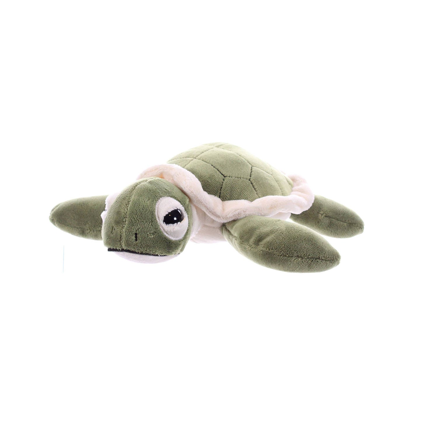 Hatchling Sea Turtle