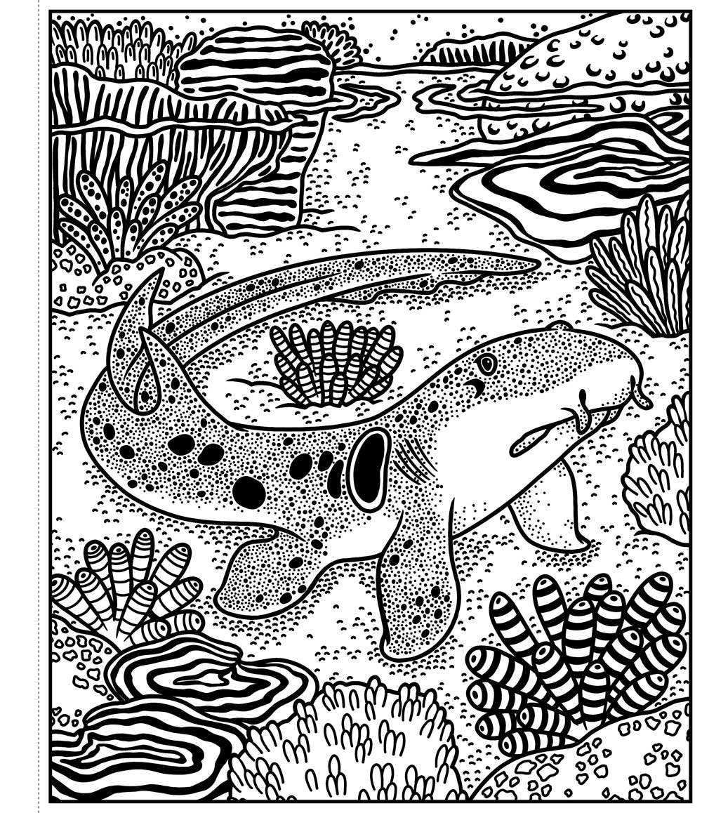 Sharks Magic Painting Book : Usborne