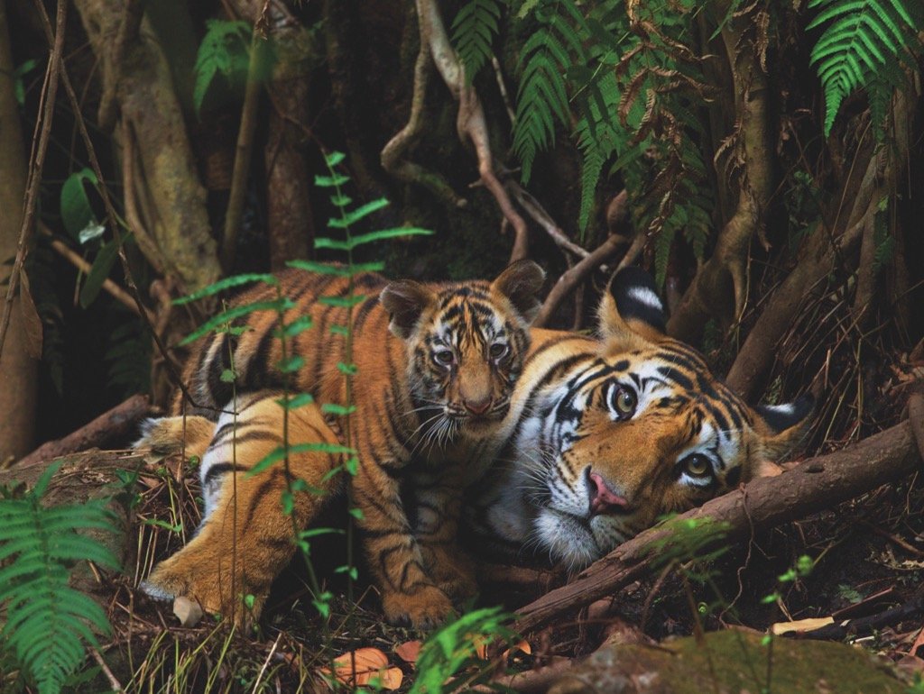 MOTHER TIGER AND CUB (1000pc PUZZLE)