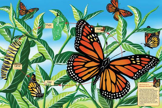 Life Cycle of a Monarch Butterfly (Floor Puzzle)