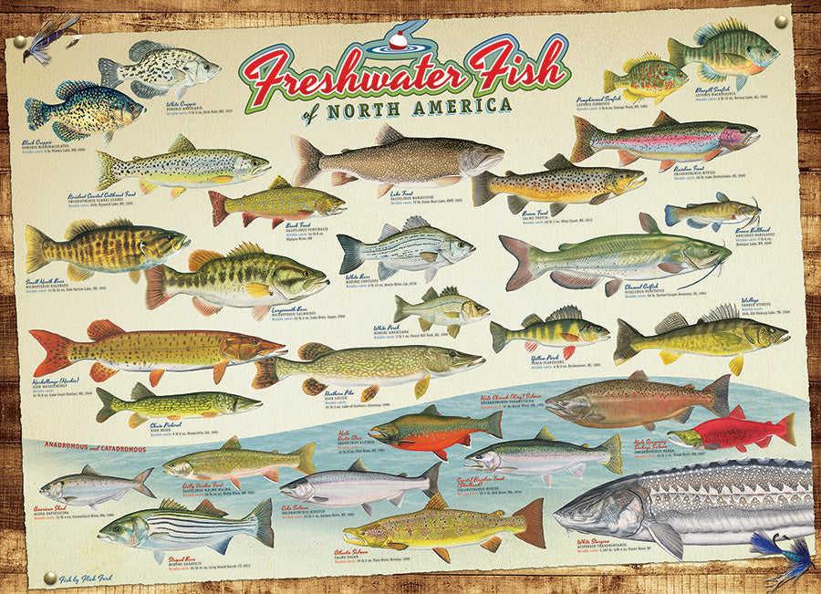 Freshwater Fish of North America 1000pc